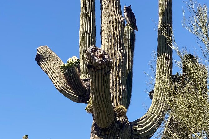 2 Hour Sonoran Desert Private Guided Mountain Bike Tour - Price And Overall Value At $115