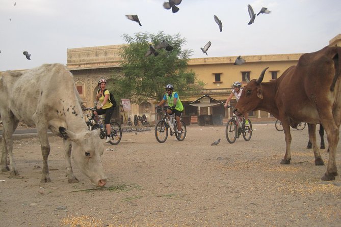 3-Hour Morning Bike Tour of Jaipur - Albert Hall Museum and a peaceful morning pause