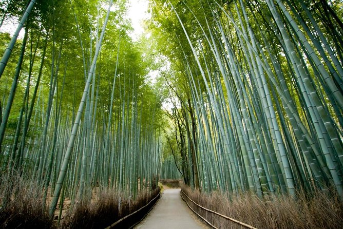 Afternoon Kyoto Bike Tour: Bamboo Forest, Monkeys & Hidden Spots - Key things to know before you book
