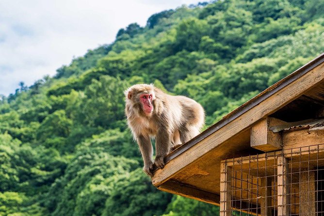 Afternoon Kyoto Bike Tour: Bamboo Forest, Monkeys & Hidden Spots - Monkey Park Iwatayama: the afternoon’s hardest and best-earned stop