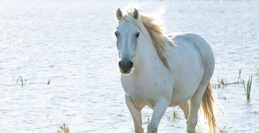 Aigues Mortes: safari en vélo - Ebike tour in Camargue - Through vineyards, marshes, and canals