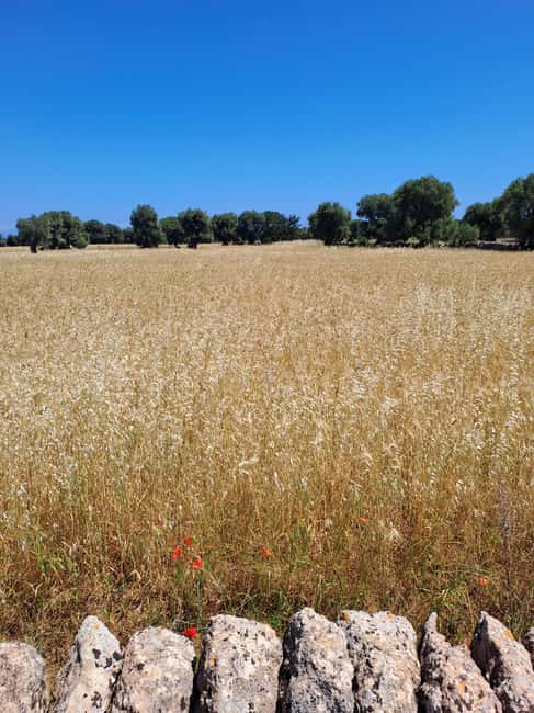 Alberobello: e-bike tour and orecchiette class - A working mill and the journey from wheat to flour