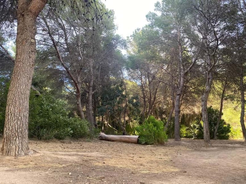 Albufera Bike Adventure: Wetlands, Beaches & Biodiversity - What $40 buys you, and what it does not