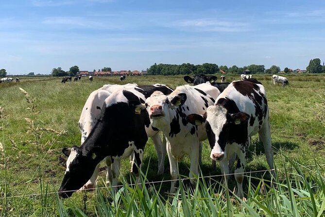 Amsterdam Countryside Bike and Kayak Tour - Guide quality and group experience