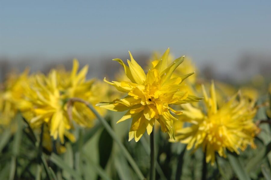 Amsterdam: Half-Day Flower Fields and Keukenhof Bicycle Tour - Hillegom and the start of the bicycle ride