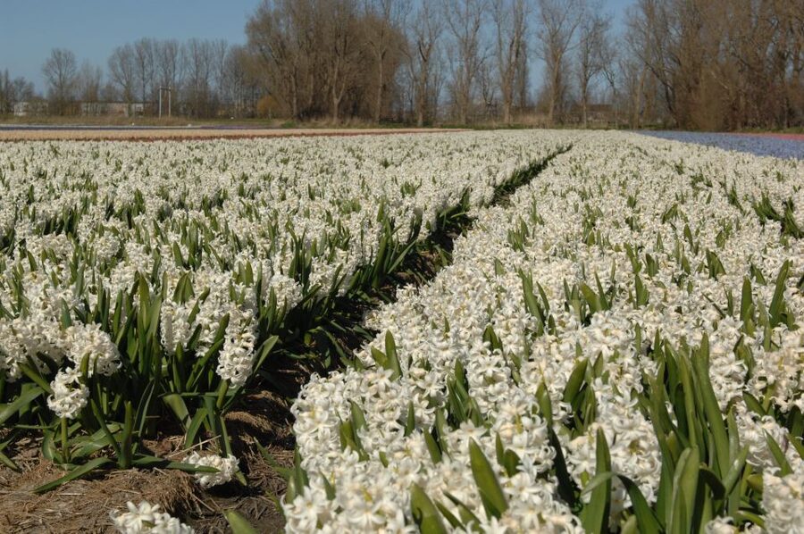 Amsterdam: Half-Day Flower Fields and Keukenhof Bicycle Tour - Meeting at Amsterdam Central Station
