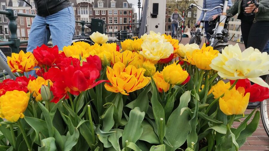 Amsterdam: Off the Beaten Path Bike Tour in French - Amstelveld and Reguliersgracht