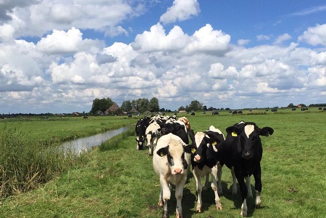 Amsterdam's Countryside Half-Day Bike Tour in Small Group - Why Waterland makes a better half-day escape