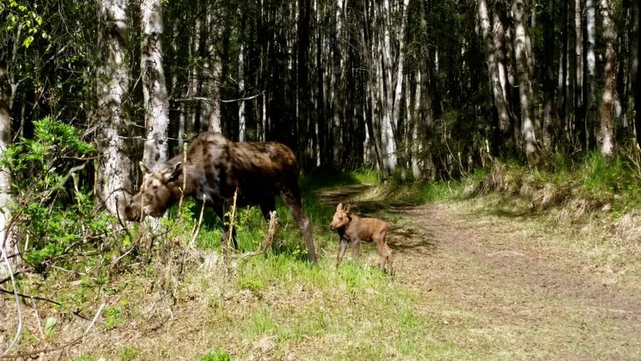 Anchorage: Coastal Trail 3-Hour City Bike Tour - Why this Anchorage bike tour works so well