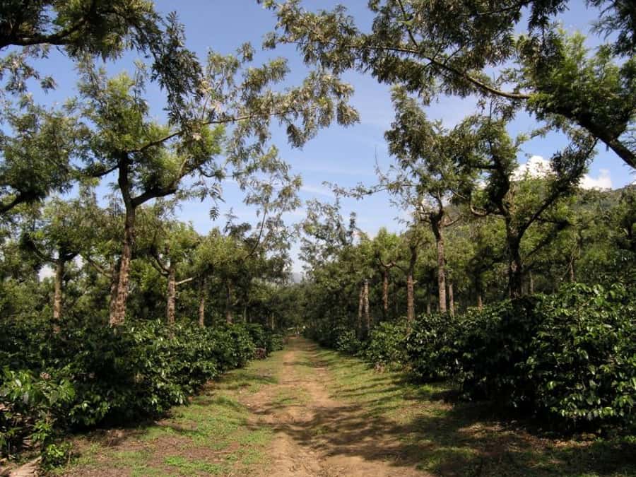 Antigua Sip 'n Cycle Half-Day Bike Ride and Coffee Tour - Finca Azotea and the journey from seed to cup