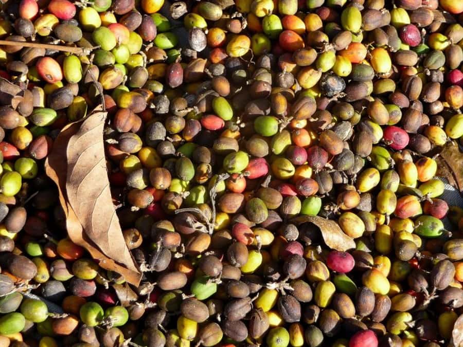Antigua Sip 'n Cycle Half-Day Bike Ride and Coffee Tour - Is the $60 price fair?