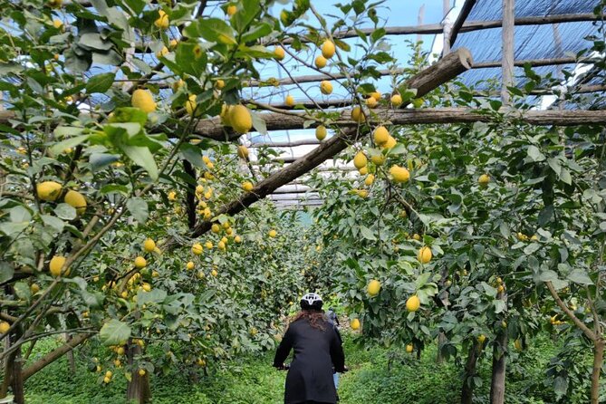 Backroads & Limoncello Experience: Sorrento E-Bike Tour - Agriturismo Il Convento and the lemon tasting