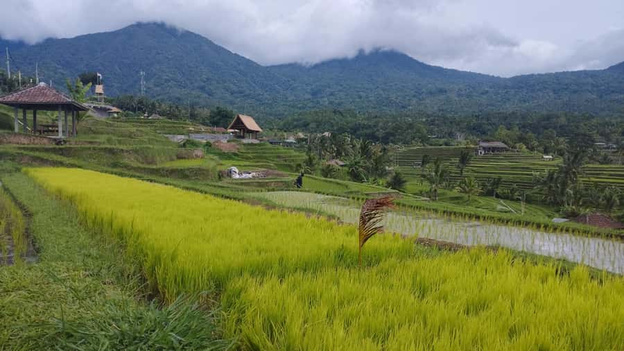 Bali: Jatiluwih Rice Terraces 1 Hour Electric Bike Tour - Key points before you book