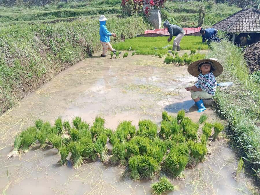 Bali: Jatiluwih Rice Terraces 1 Hour Electric Bike Tour - Who should book this ride?