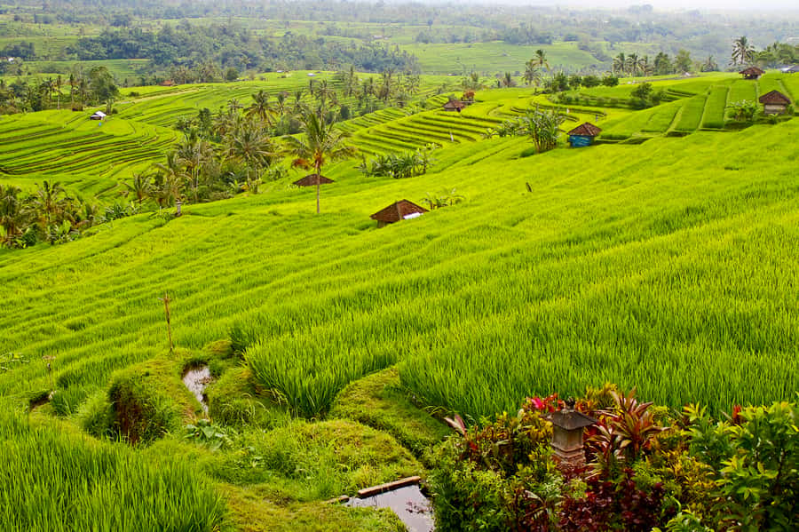Bali: Jatiluwih Rice Terraces 1 Hour Electric Bike Tour - Why Jatiluwih is worth seeing by bicycle