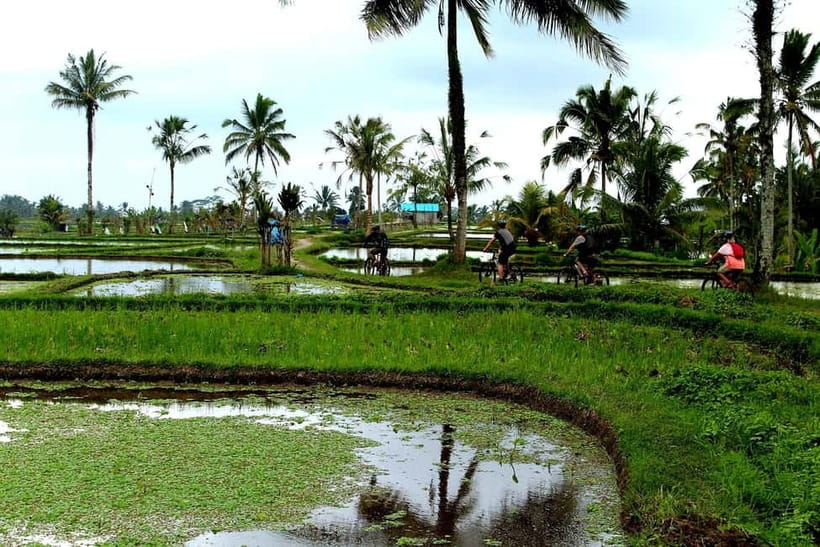 Bali: Kintamani Downhill Bike Tour, Jungle and Waterfalls - Practical advice for a comfortable ride