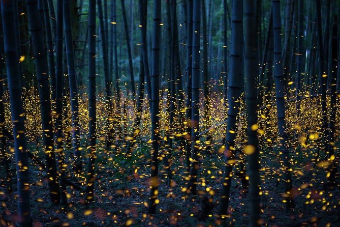 Bamboo Bicycle Tour in twilight: watch dancing Fireflies in Bangkok - Guides, group size, and the small details that matter
