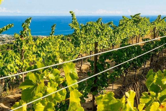Barcelona eBike Beach Private Tour to Vineyards & Picnic - Four wines and a light picnic