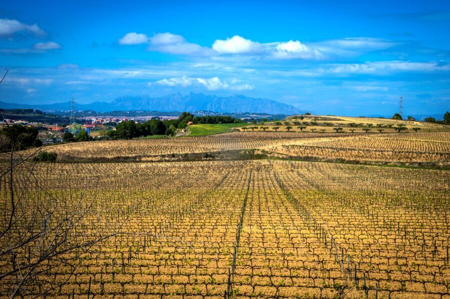 Barcelona: Guided Half-Day Wine and Electric Bike Tour - Why the Penedès makes a good escape from Barcelona