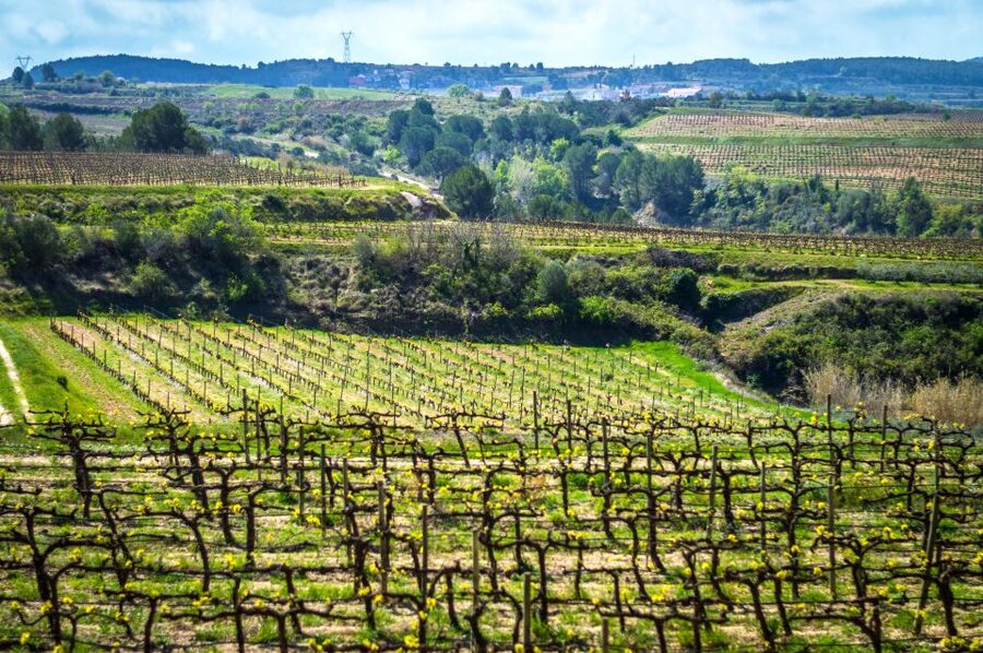 Barcelona: Guided Half-Day Wine and Electric Bike Tour - Meeting a fourth-generation wine-growing family