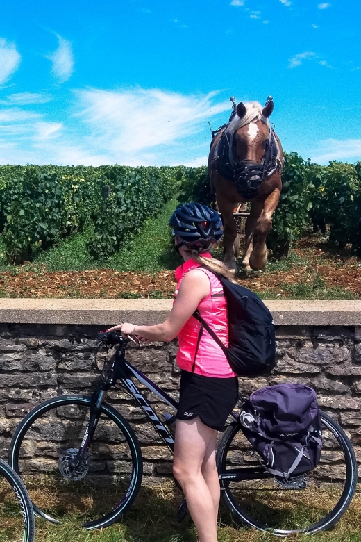 Beaune: Winery Tour by Bike with Wine Tasting - Who will enjoy this tour most
