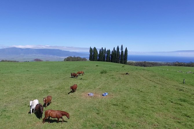 Best Haleakala Downhill Self-Guided Bike Tour with Maui Sunriders - Kula and the section you do not ride