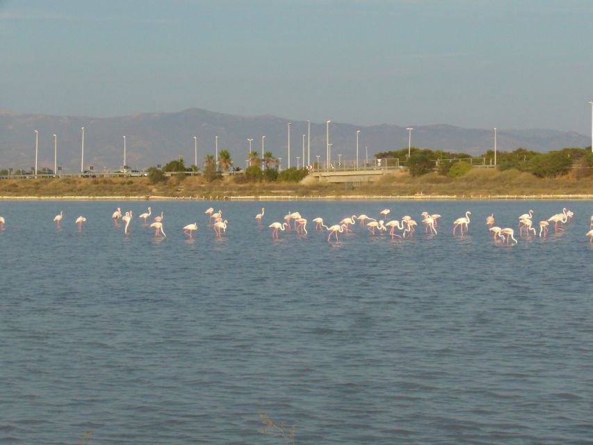 Cagliari: Bike Tour in the Flamingo Oasis - Sea paths, the river, and urban art