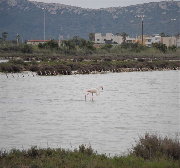 Cagliari: Bike Tour in the Flamingo Oasis - Watching flamingos without turning nature into a show