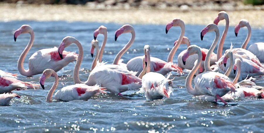 Cagliari E-Bike Tour: Canals & Flamingos at Molentargius - What to bring and how to prepare