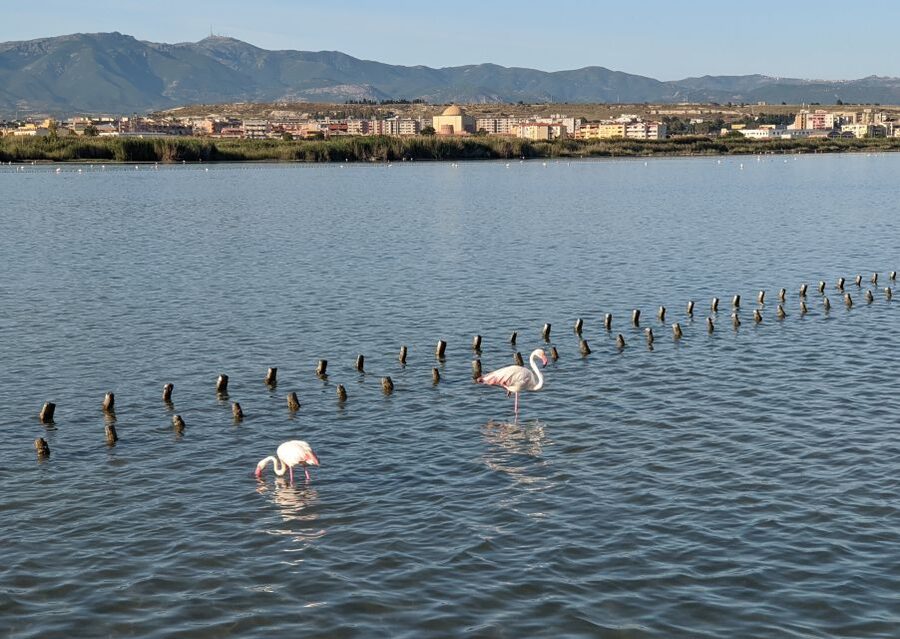 Cagliari E-Bike Tour: Canals & Flamingos at Molentargius - Should you book the Molentargius e-bike tour?