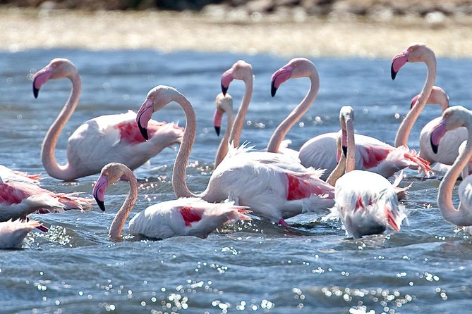 Cagliari E-Bike Tour: Gulf, Canals & Flamingos at Molentargius - Quick reasons to consider this ride