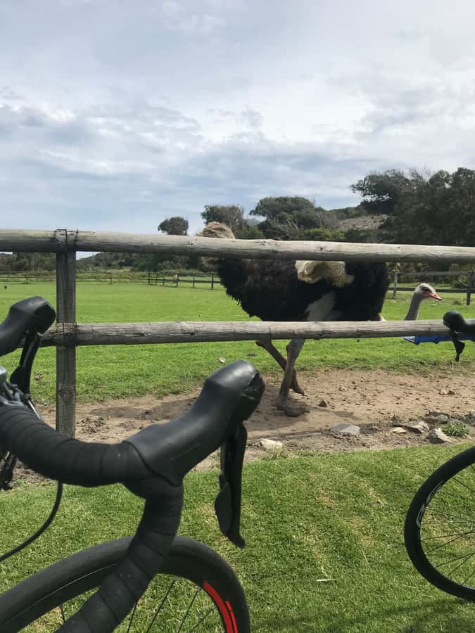 Cape Town: Peninsula Road Bike Tour - The long return through Ou Kaapse Weg