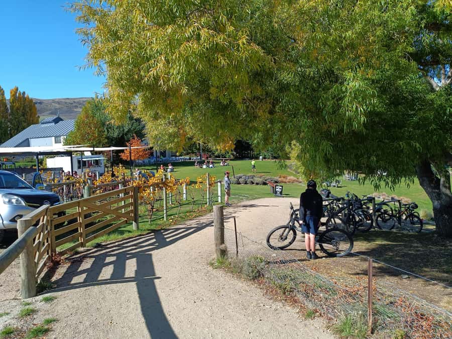Cromwell: Lake Dunstan Trail Bike Rental and Luxury Shuttle - Riding the 42km route from Cromwell to Clyde