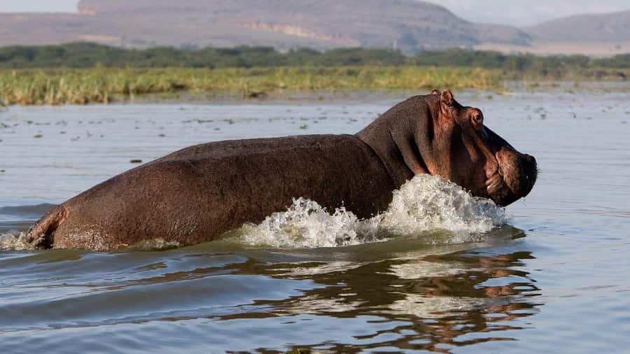Day Trip: Hell's Gate Bike Ride & Lake Naivasha Boat Ride - Key Points at a Glance
