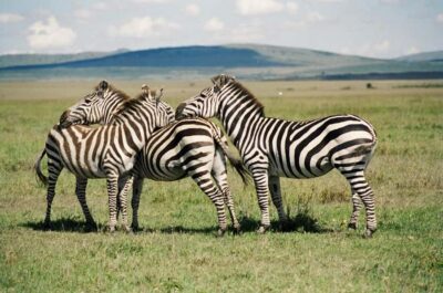 Day Trip: Hell’s Gate Bike Ride & Lake Naivasha Boat Ride