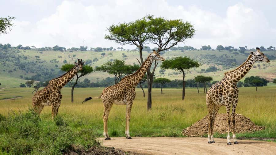 Day Trip: Hell's Gate Bike Ride & Lake Naivasha Boat Ride - Should You Book It?