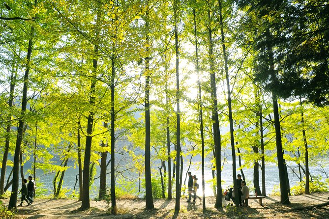 Day Trip to Nami Island with Rail bike and The Garden of Morning Calm - What to Bring and How to Handle the Crowds