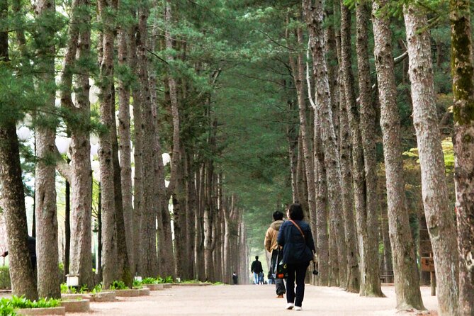 Day Trip to Nami Island with Rail bike and The Garden of Morning Calm - Nami Island: Tree-Lined Walks and Free Time