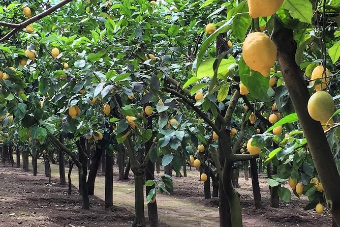 E-Bike Food and Wine Tour in the Sorrento Peninsula - Useful planning details for the day