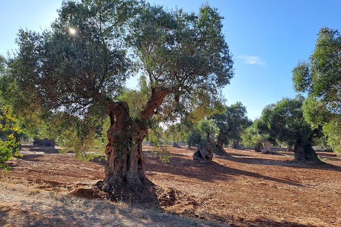 E-bike tour in Ostuni. Oil mill, Dolmen and huge olive trees - The e-bikes and what the extra fee means