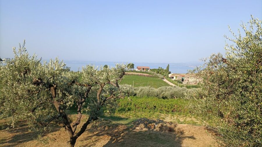 E-Bike Tour with Wine Tasting in the Bardolino area - Meeting Massimo at the Bardolino Tourist Office