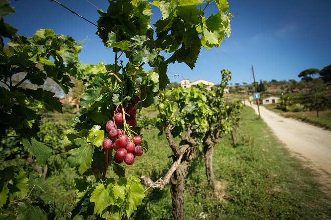 Ebike Tour, Winery, Wine Tasting & Sailing Experience(car option) - Alella winery time and wine tasting
