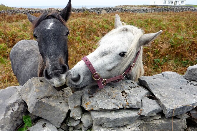 Electric biking on Inishmore island. Aran island. Self-guided. Full day. - The Worm Hole and Coastal Scenery