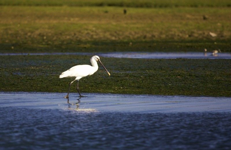 Faro Bike Tour through the Beautiful Ria Formosa - Is $58 A Fair Price?