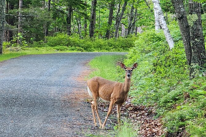 Fat Tire E-Bike Rental in Bar Harbor - Who will enjoy this most?