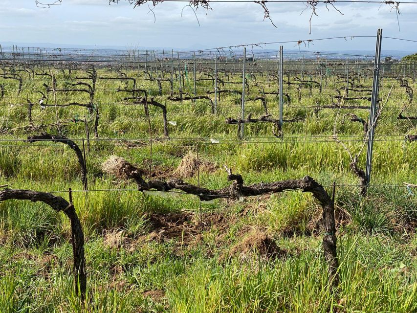 Frascati: Tour in E-Bike with Wine Tasting - Starting at Ciclotech Near Frascati Station