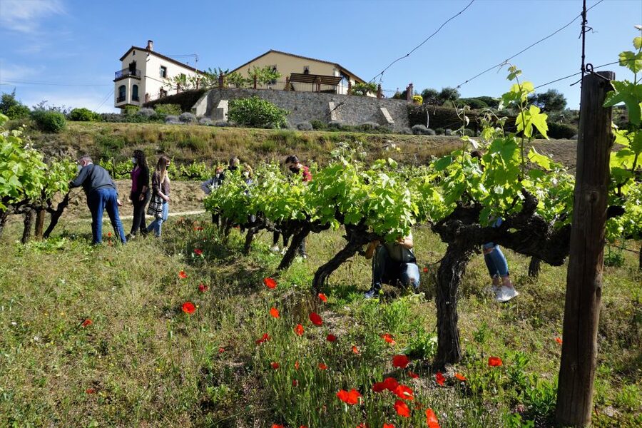 From Barcelona: E-Bike and Sailing Tour with Wine Tastings - Why this Barcelona day trip works