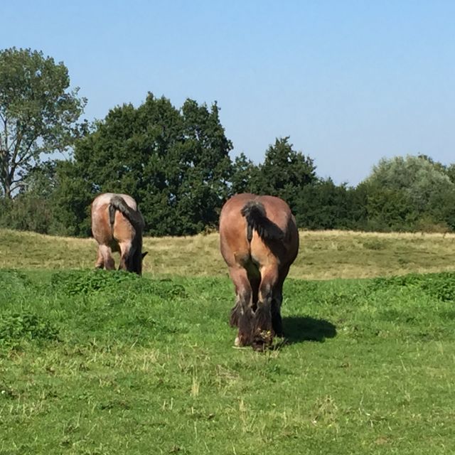 From Bruges: Family-Friendly Countryside Guided Bike Tour - Key points to know before you pedal away