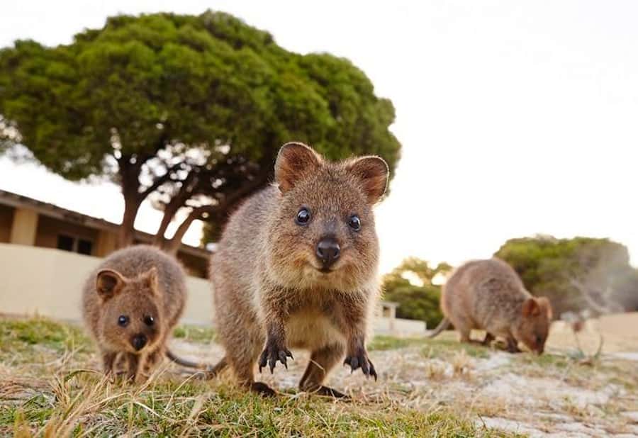 From Perth: Rottnest Island Ferry & Bike Trip - Who will enjoy this trip most?