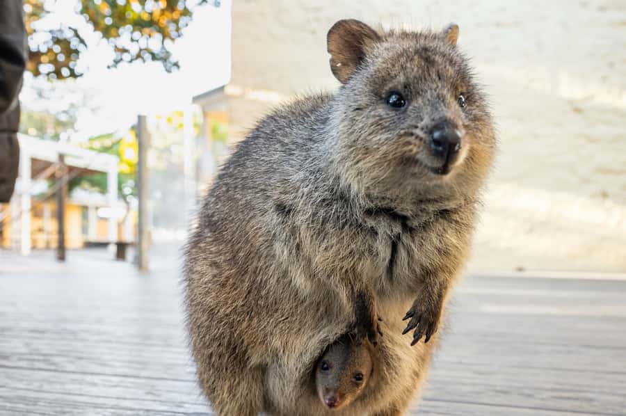 From Perth: Rottnest Island Full-Day Bike and Ferry Trip - Who should book this package
